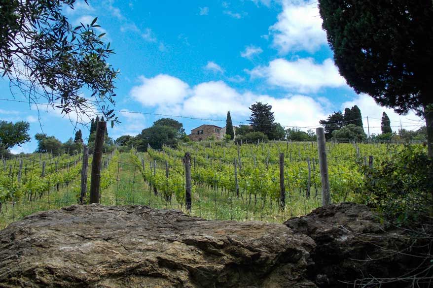 Weinbergt in der Toskana