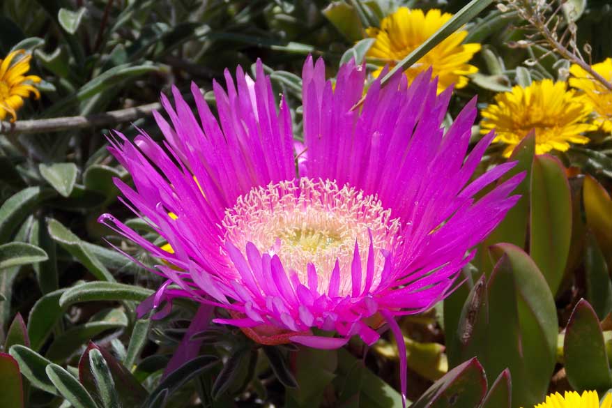 Blume Toskana