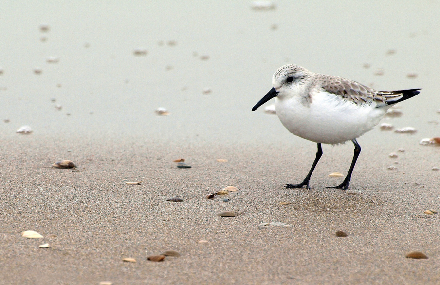 sanderling-715476_1920